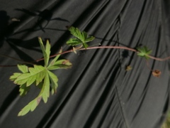 Potentilla flagellaris