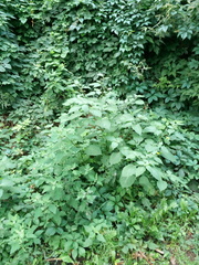 Solanum nigrum nigrum