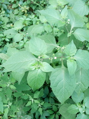 Solanum nigrum nigrum
