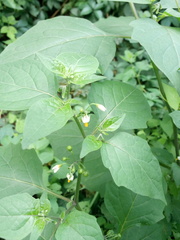 Solanum nigrum nigrum