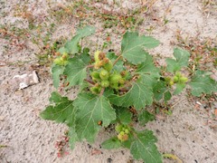 Xanthium orientale riparium