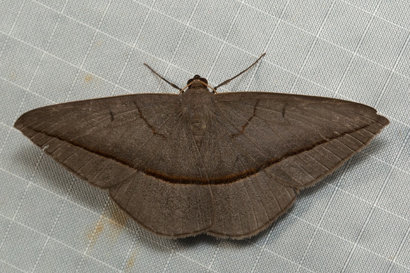 Noreia anacardium