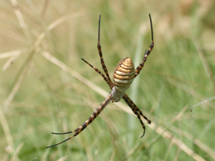 Argiope trifasciata