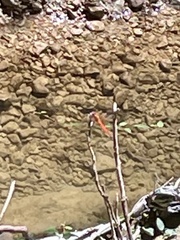 Libellula croceipennis