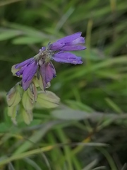 Polygala hybrida