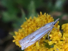 Crambus whitmerellus