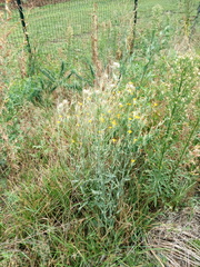 Chondrilla latifolia