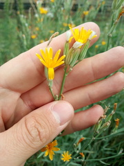 Chondrilla latifolia