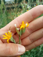 Chondrilla latifolia