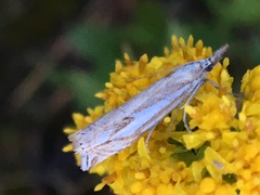 Crambus whitmerellus