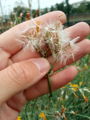Chondrilla latifolia