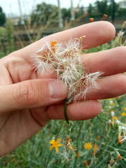 Chondrilla latifolia