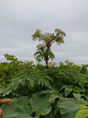 Angelica ursina
