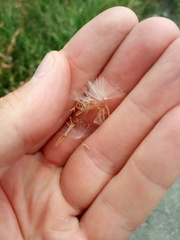 Chondrilla latifolia