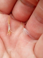 Chondrilla latifolia