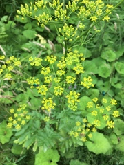 Euperilampus triangularis