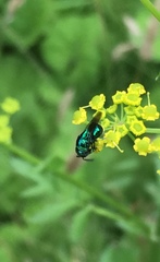 Euperilampus triangularis