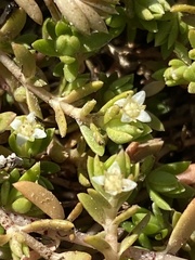 Crassula helmsii
