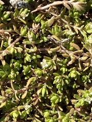 Crassula helmsii