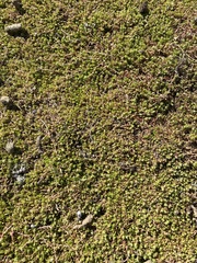 Crassula helmsii