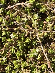 Crassula helmsii