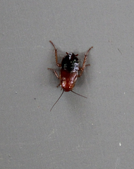 Parcoblatta fulvescens