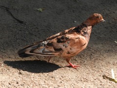 Columba livia domestica