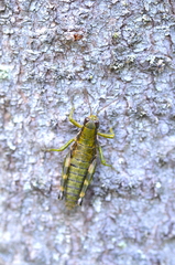 Booneacris glacialis