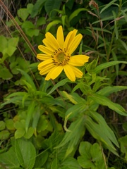 Arnica sachalinensis