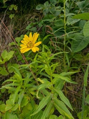 Arnica sachalinensis