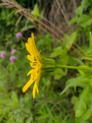 Arnica sachalinensis