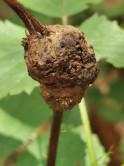 Lasioptera rubi