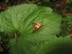 Goniops chrysocoma