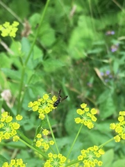 Symmorphus canadensis