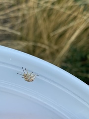 Thyanta pallidovirens