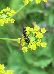 Symmorphus canadensis