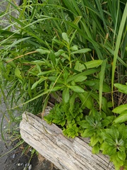 Senecio pseudoarnica