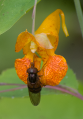 Rhingia nasica image