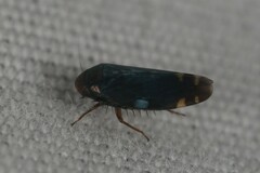 Xestocephalus brunneus