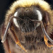 Variable Cuckoo Bumble Bee - Photo (c) USGS Native Bee Inventory and Monitoring Laboratory, some rights reserved (CC BY)