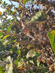 Maconellicoccus hirsutus