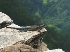 Laudakia tuberculata