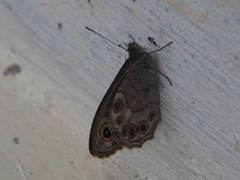 Lasiommata schakra