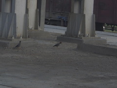 Acridotheres ginginianus