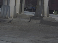 Acridotheres ginginianus