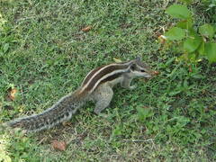 Funambulus pennantii