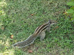 Funambulus pennantii