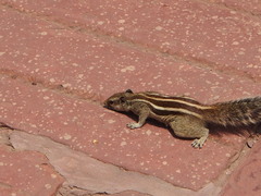 Funambulus pennantii