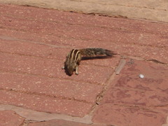 Funambulus pennantii