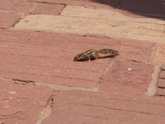 Funambulus pennantii